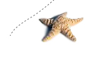 starfish